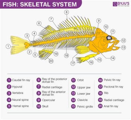 黑魚和草魚哪個刺少